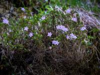 Vorfrühlings-Alpenrosen blühen an den Berghängen
